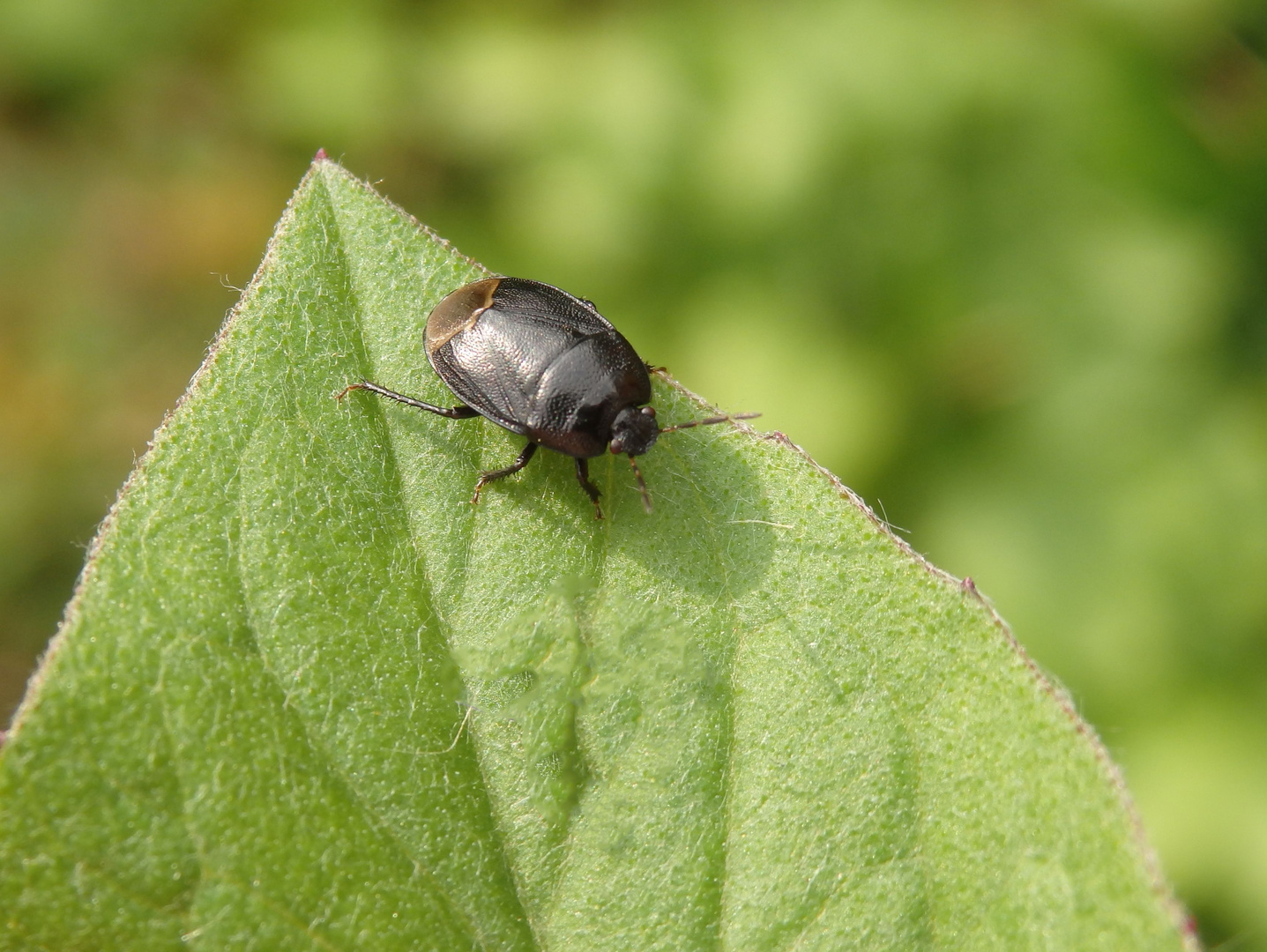 Imago der Erdwanze Sehirus luctuosus