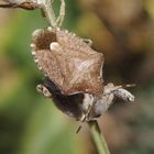 Imago der Frühlings-Baumwanze (Peribalus strictus vernalis) auf verblühtem Lavendel