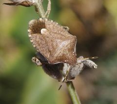 Imago der Frühlings-Baumwanze (Peribalus strictus vernalis) auf verblühtem Lavendel