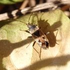 Imago der Gemeinen Bodenwanze (Rhyparochromus vulgaris)