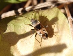 Imago der Gemeinen Bodenwanze (Rhyparochromus vulgaris)