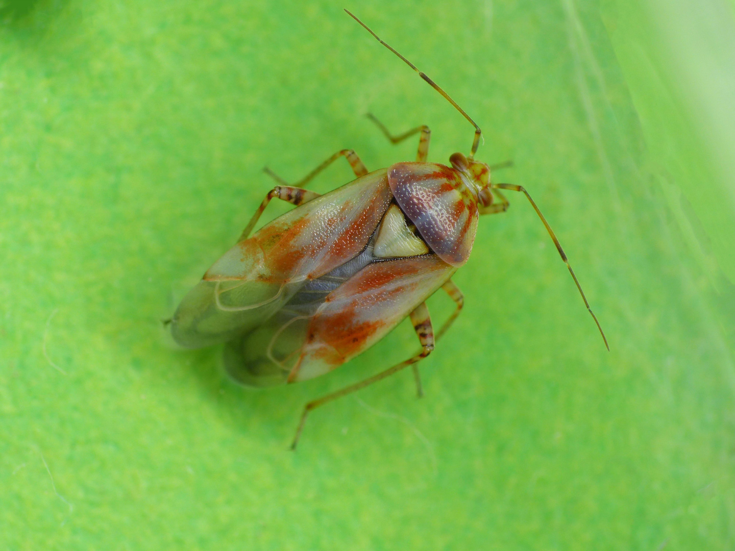 Imago der Gemeinen Wiesenwanze (Lygus pratensis) - noch nicht ausgefärbt