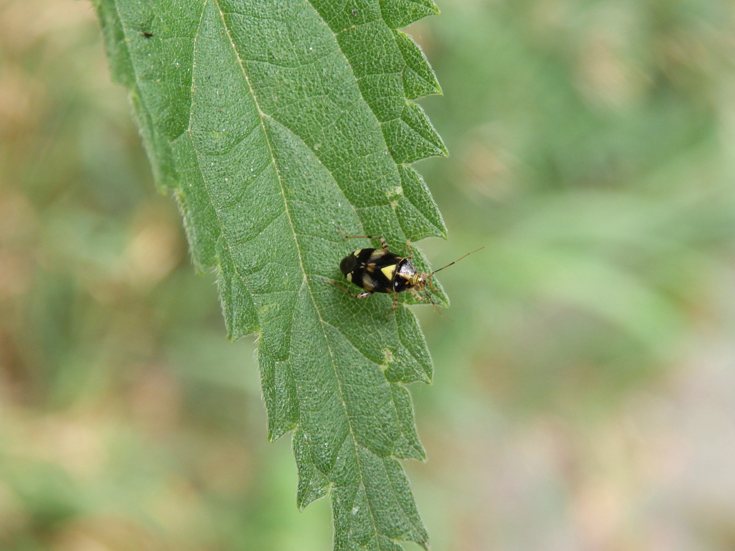 Imago der Gepunkteten Nesselwanze (Liocoris tripustulatus) auf Großer Brennnessel