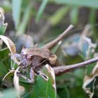 Imago der Gewöhnlichen Strauchschrecke (Pholidoptera griseoaptera)