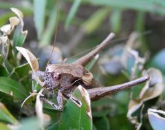 Imago der Gewöhnlichen Strauchschrecke (Pholidoptera griseoaptera)