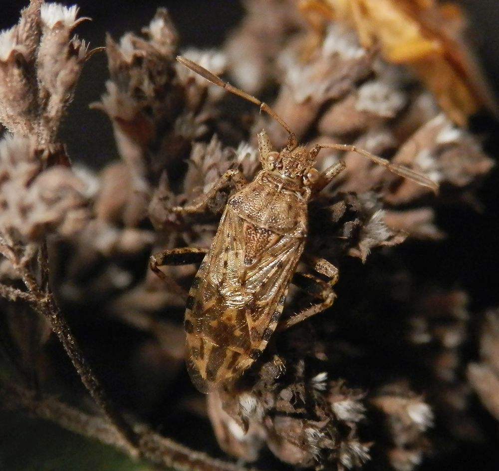 Imago der Glasflügelwanze Stictopleurus abutilon - Männchen (7 mm groß)