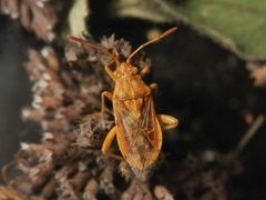 Imago der Glasflügelwanze Stictopleurus abutilon - Weibchen (9 mm groß)