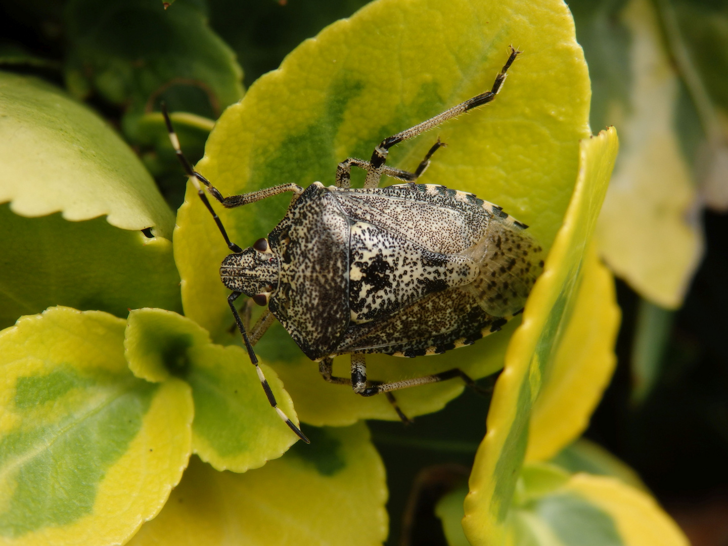 Imago der Grauen Gartenwanze (Rhaphigaster nebulosa)