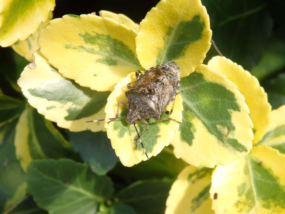 Imago der Grauen Gartenwanze (Rhaphigaster nebulosa)