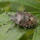 Imago der Grauen Gartenwanze (Rhaphigaster nebulosa) auf Eisenhut