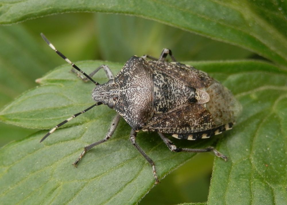 Imago der Grauen Gartenwanze (Rhaphigaster nebulosa) auf Eisenhut