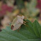 Imago der Grünen Stinkwanze (Palomena prasina)