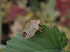 Imago der Grünen Stinkwanze (Palomena prasina)