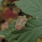 Imago der Grünen Stinkwanze (Palomena prasina)