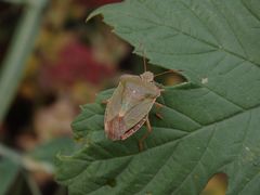 Imago der Grünen Stinkwanze (Palomena prasina)