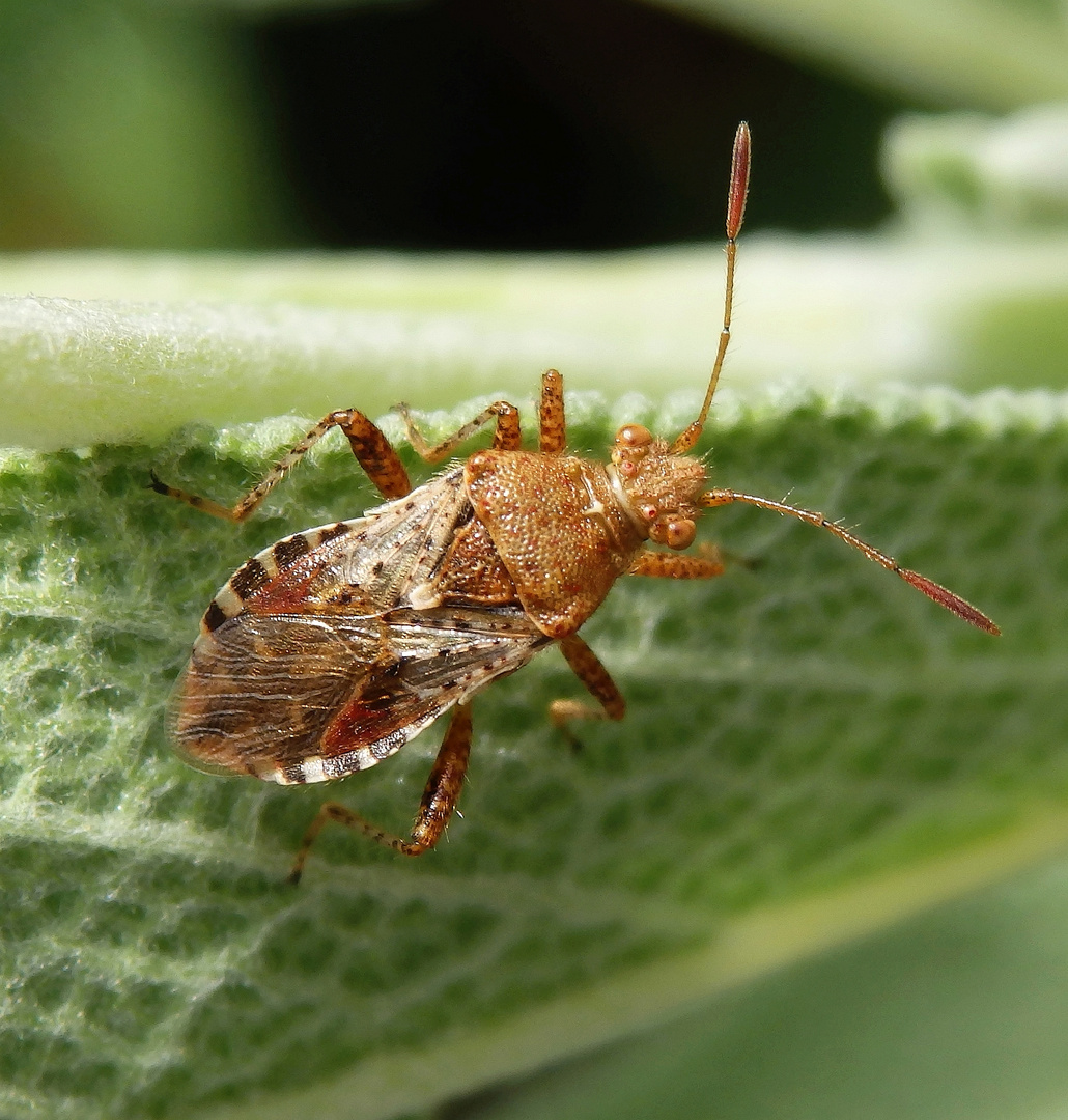 Imago der Hellbraunen Glasflügelwanze (Rhopalus subrufus)