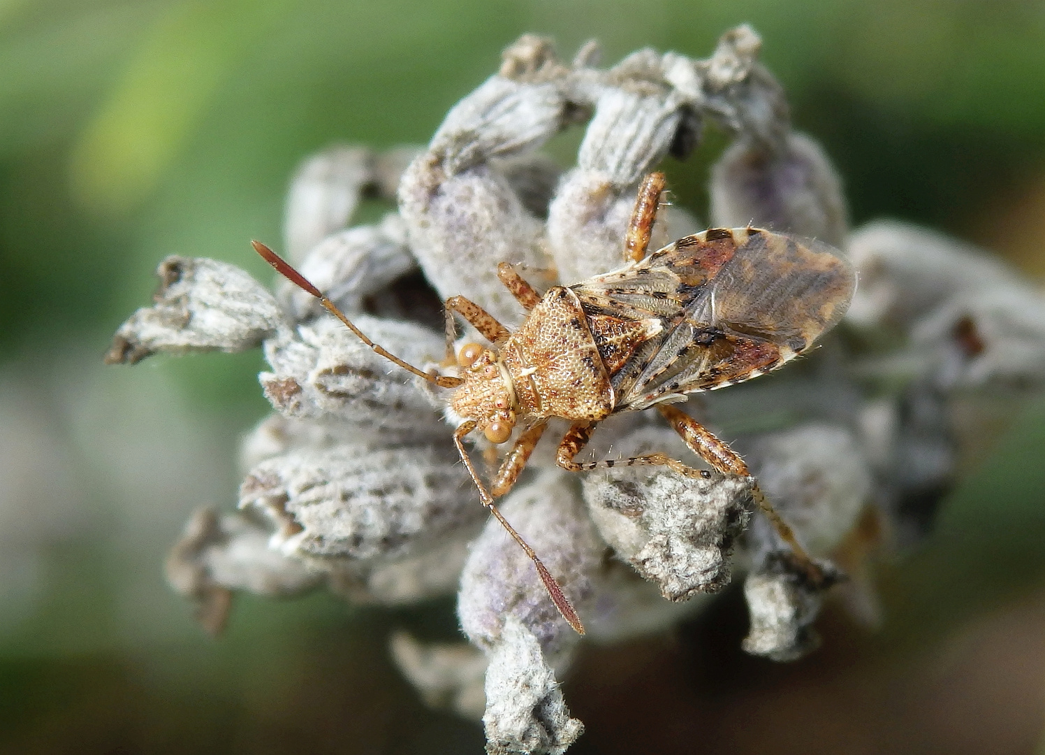 Imago der Hellbraunen Glasflügelwanze (Rhopalus subrufus)