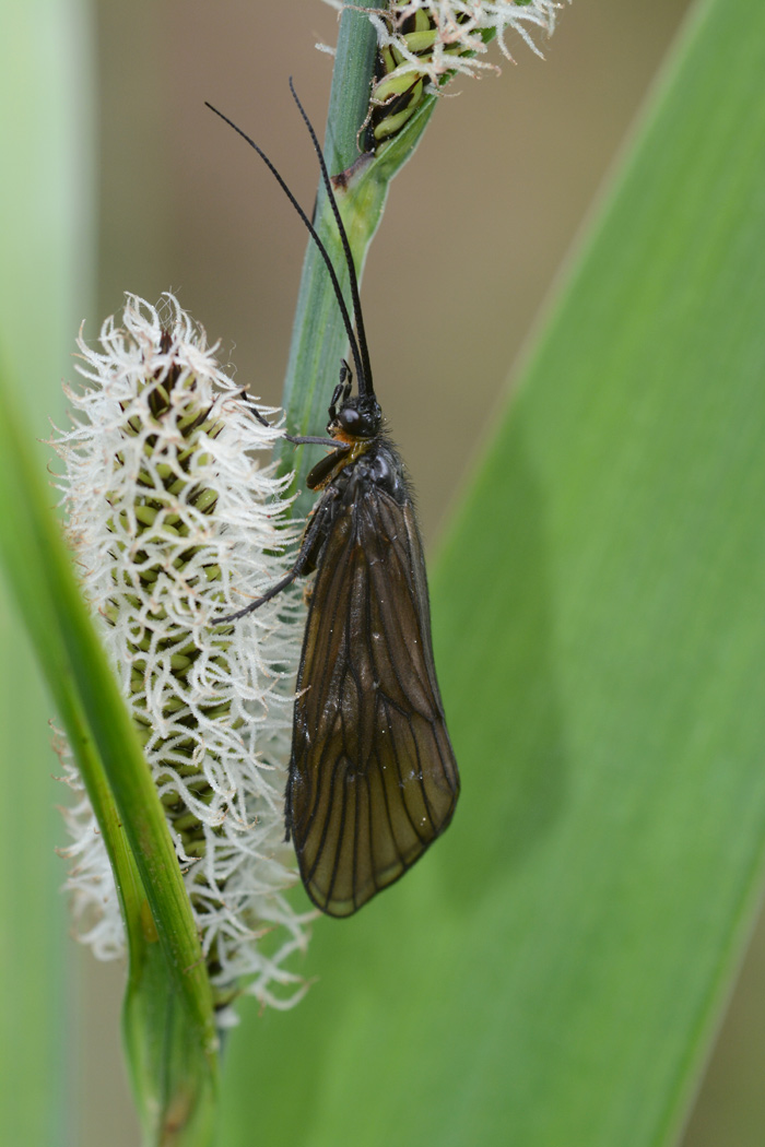 Imago der Köcherfliegenlarve an meinem Teich