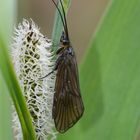 Imago der Köcherfliegenlarve an meinem Teich