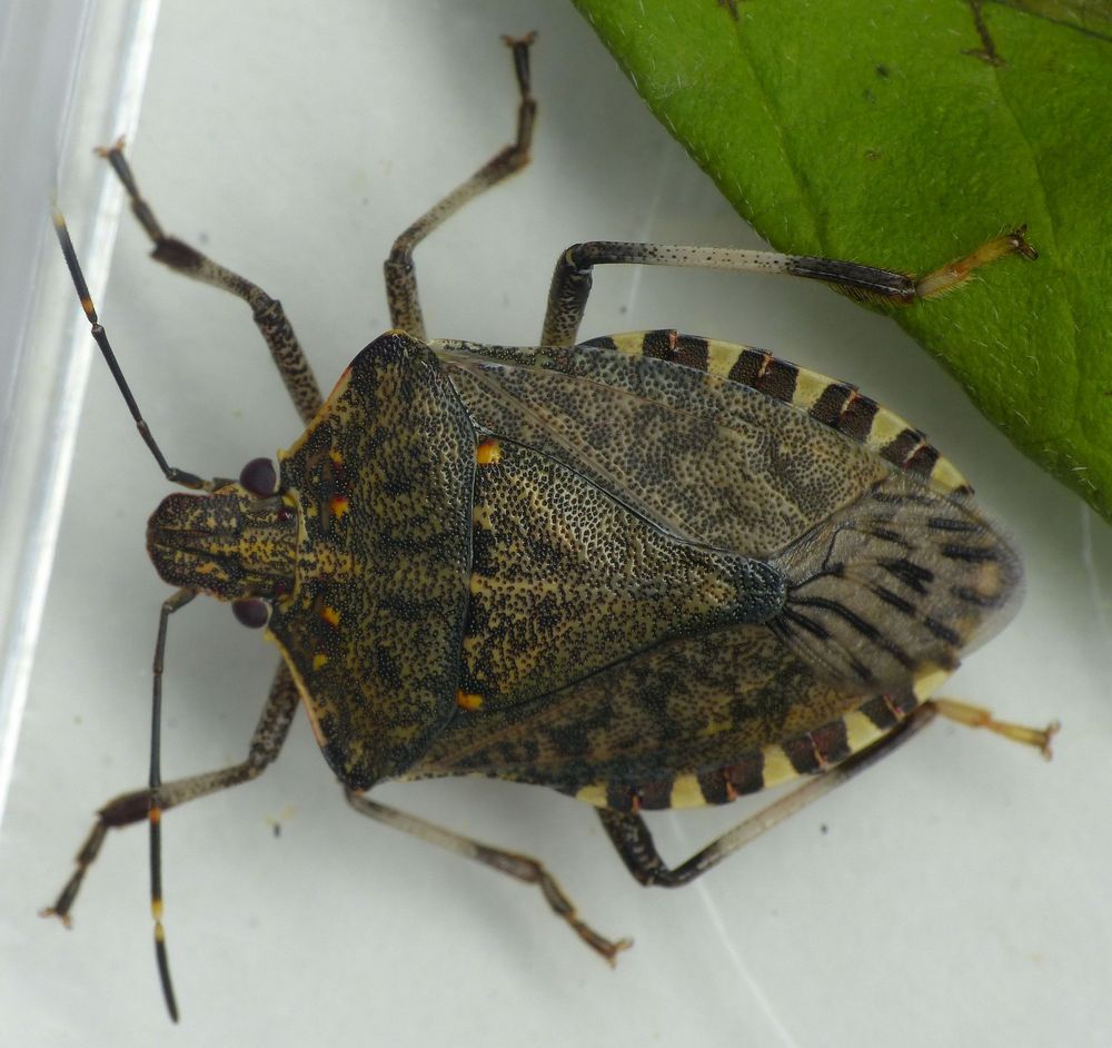 Imago der Marmorierten Baumwanze (Halyomorpha halys)