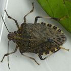 Imago der Marmorierten Baumwanze (Halyomorpha halys)