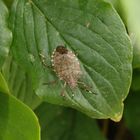 Imago der Marmorierten Baumwanze (Halyomorpha halys) in der Gartenhecke