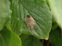 Imago der Marmorierten Baumwanze (Halyomorpha halys) in der Gartenhecke