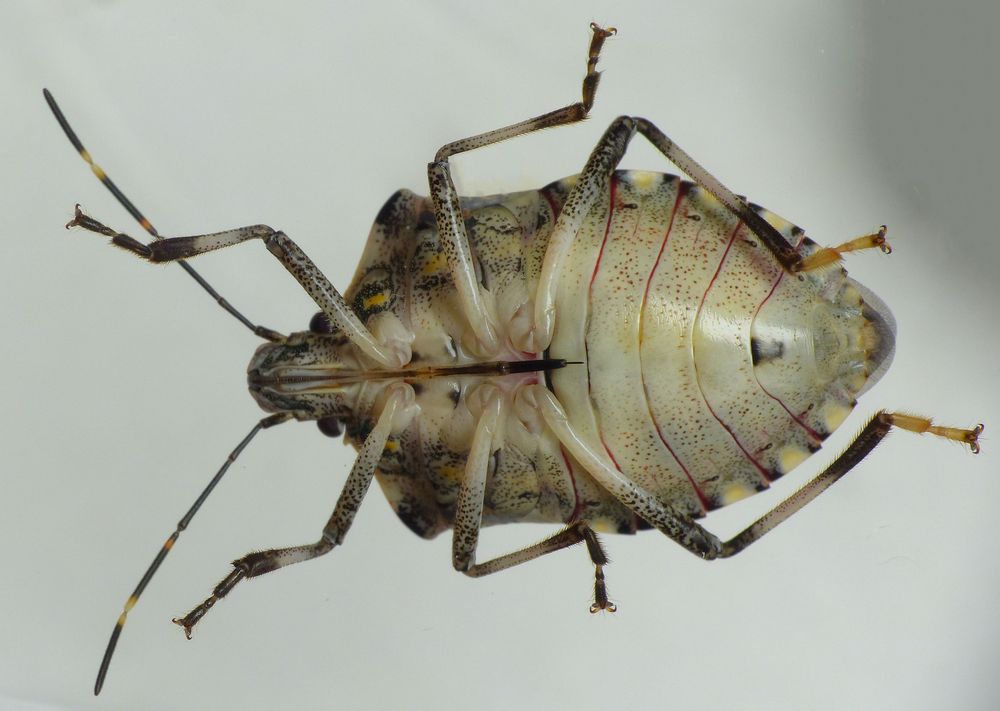 Imago der Marmorierten Baumwanze (Halyomorpha halys) von unten