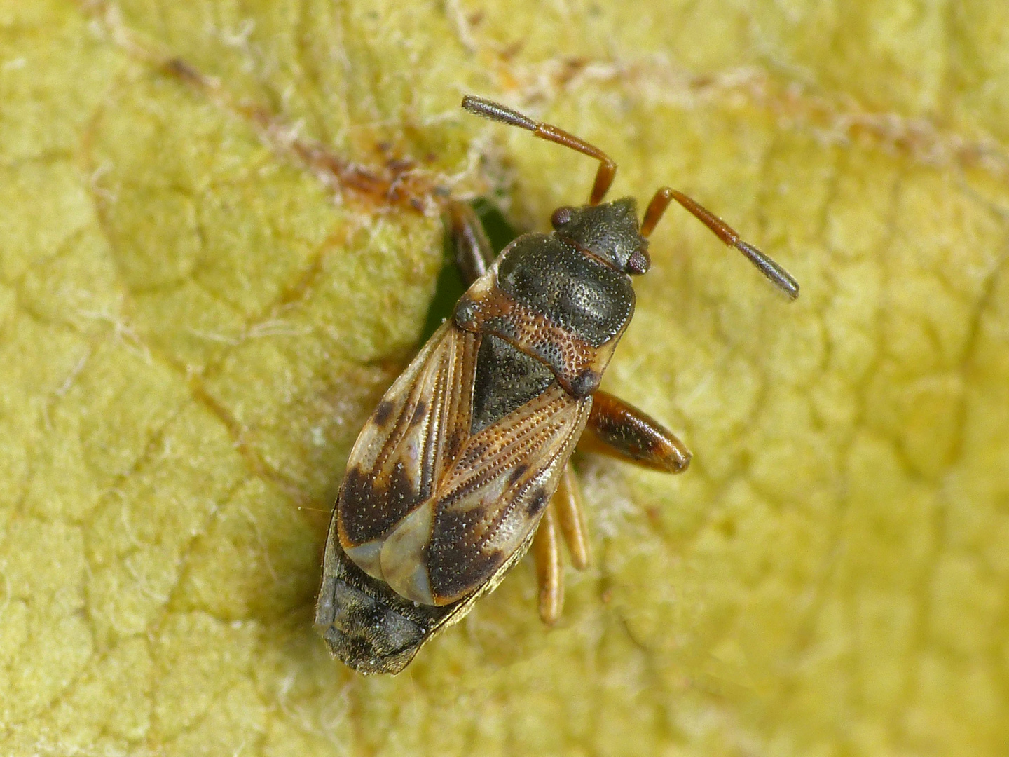 Imago des Nessel-Wichts (Scolopostethus affinis)