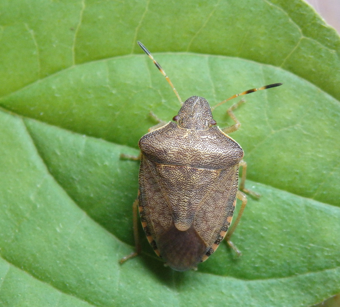 Imago von Peribalus strictus