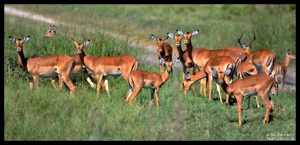 - Imapalaherde immer Wachsam - Tansania Serengeti