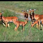 - Imapalaherde immer Wachsam - Tansania Serengeti