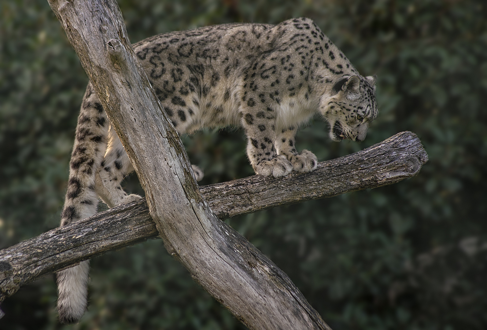 Imbattable à "chat perché" !  (Panthera uncia, panthère des neiges)