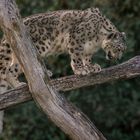 Imbattable à "chat perché" !  (Panthera uncia, panthère des neiges)