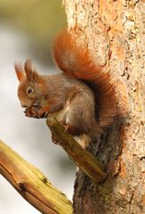 Imbiss auf dem Baum