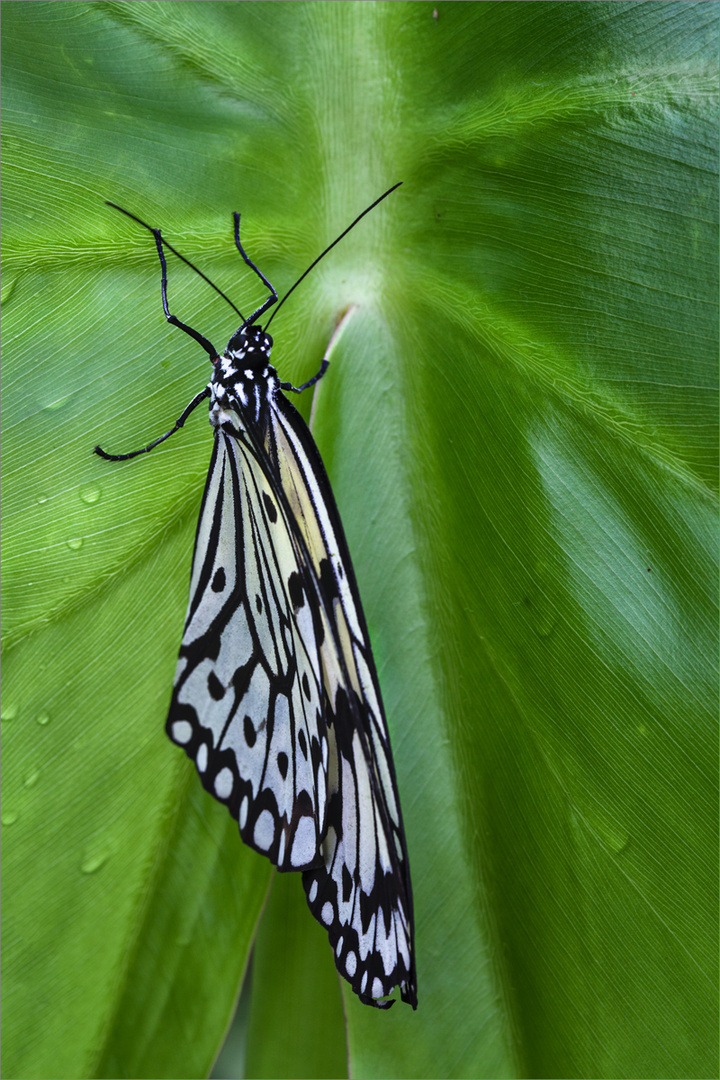 /// Im.botanischen.Garten ///