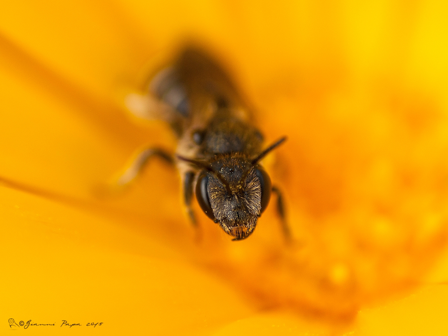 imenottero su fiore