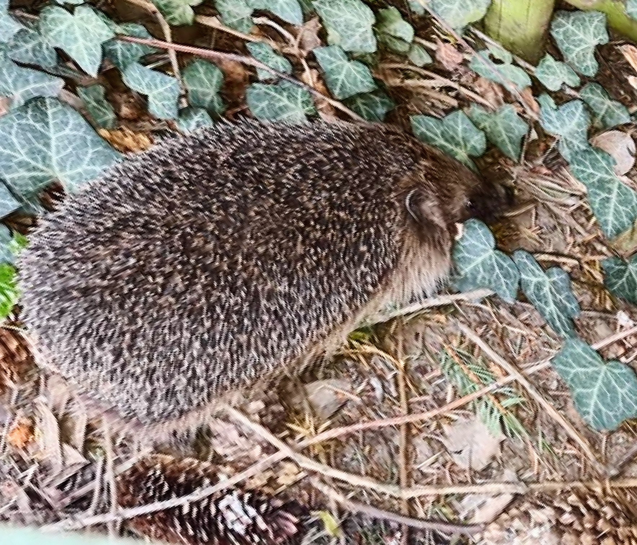 IMG-20220514-WA0001~4  Der Igel ist endlich aus seinem Versteck raus. :-))