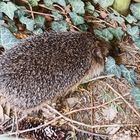 IMG-20220514-WA0001~4  Der Igel ist endlich aus seinem Versteck raus. :-))