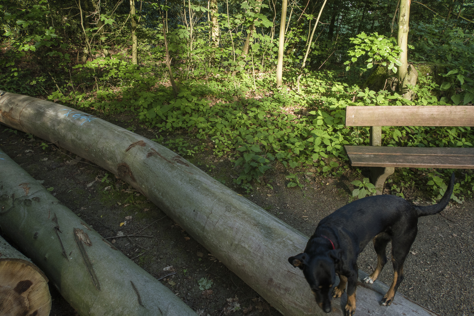 IMG 8737 ein Schnappschuss?: Hinterbanklichtwaldaufnahme, doch dann Spontanschwenk auf Hund.