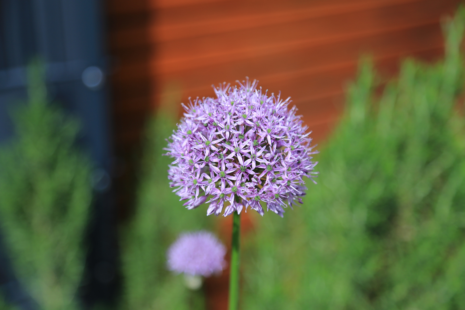 IMG_0001 Allium im Mai 2024