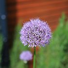 IMG_0001 Allium im Mai 2024