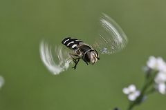 IMG_0003  _Schwebfliege I