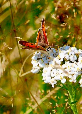 IMG_0003…Die Zarten..