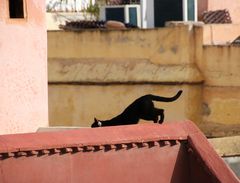 IMG_0015_w10b(2)_Katze