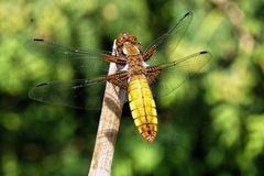 IMG_0021 Plattbauch Libelle Weibchen (Libellula Depressa) 