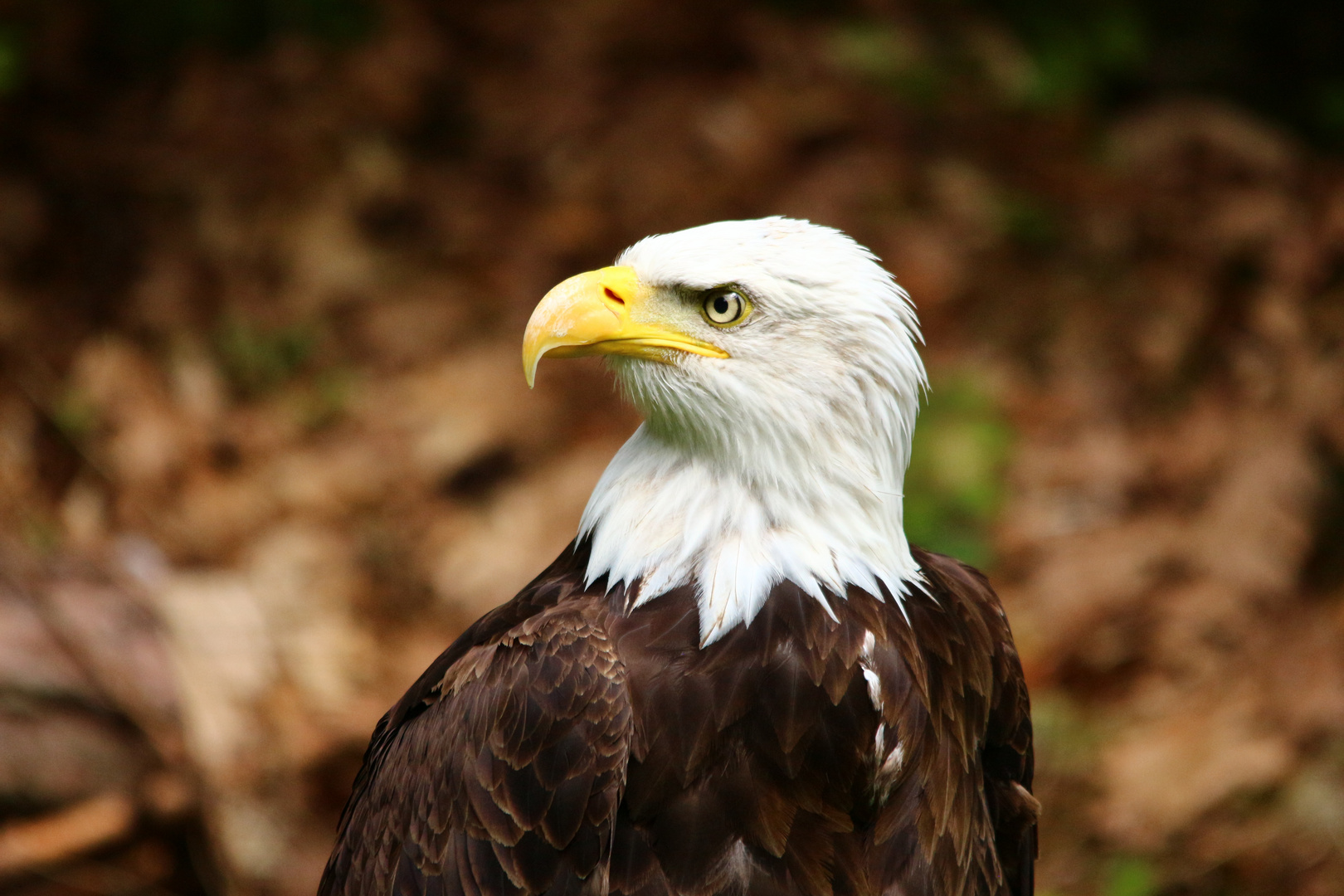 IMG_0055Weißkopfseeadler