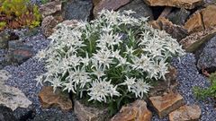 IMG_0087 Nachtrag: Edelweiß Leontopodium alpinum  aus dem Garten vom 20.Juli 2022