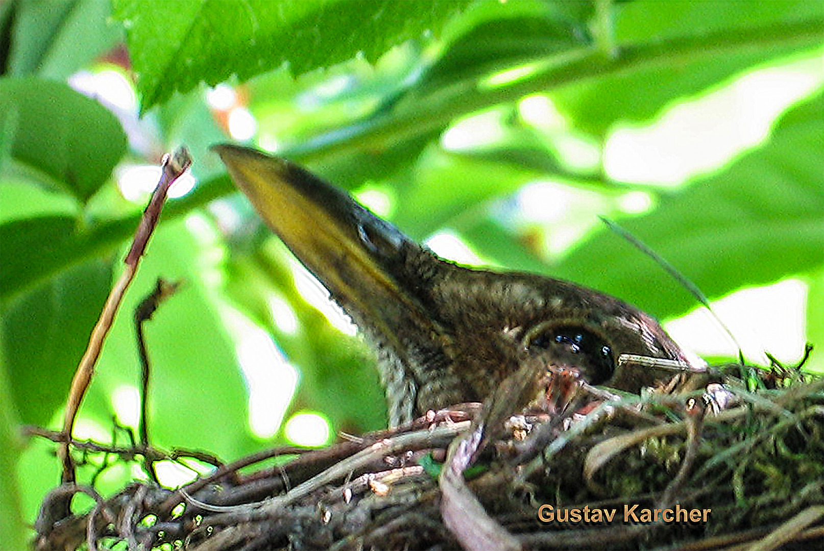 IMG_0176  Amsel im Nest