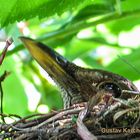 IMG_0176  Amsel im Nest